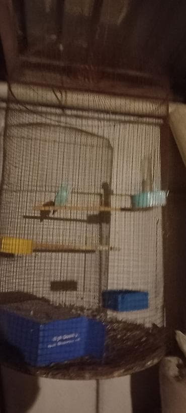 qəfəs quş: Quş qəfəsləri – dairəvi metal konstruksiya. Iwlenmeyib yeni hazirlanib — 2