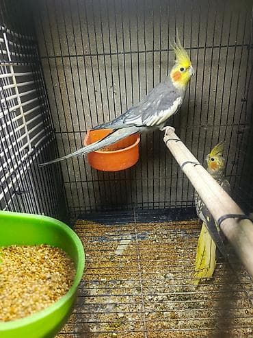 papuqay sesi: Korella tutuquşu satılır qiymət 75 manat sondu ünvan yeni suraxanı 3 — 5