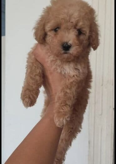 pişiklər ucuz: Pudel — 2