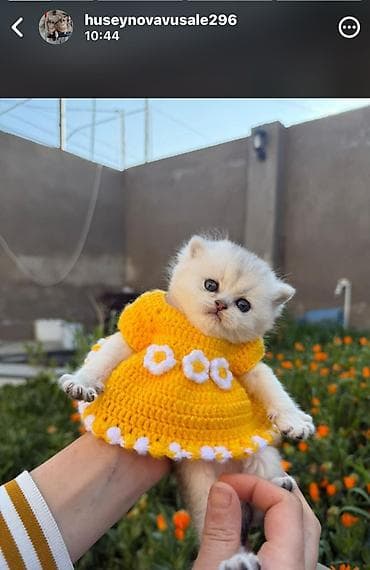 pulsuz pişik: Britan, Erkək, Dişi — 1