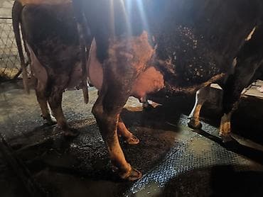 Südlük inək – iri sağım məməsi, dördnipelli udder quruluşu - Cins