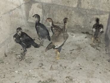 Коровы, быки: Петух, Heyrati, лет: 2, Самовывоз — 5
