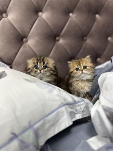 inəklərin satışı: Britan yastı qulaq, Erkək, Dişi — 6