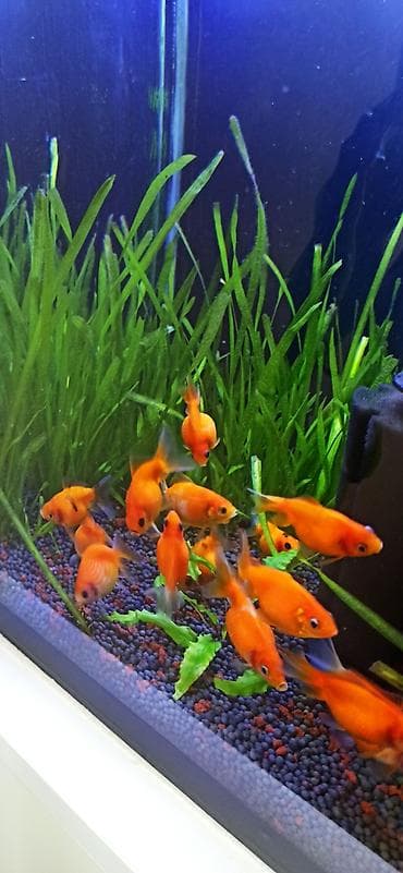 akvarium sifarisi: Qızıl balıq, Sülhsevər — 6