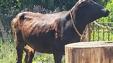inək satisi: Birinci qarına doğub erkək balası yanında Balas süni mayalanmadan — 8