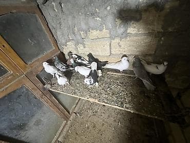 dovşan evi: Məhsul: Ev göyərçinləri kolleksiyası Təsvir: - Şəkillərdə müxtəlif — 4