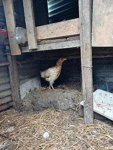 gence heyvanlar: Toyuq, Damazlıq — 3