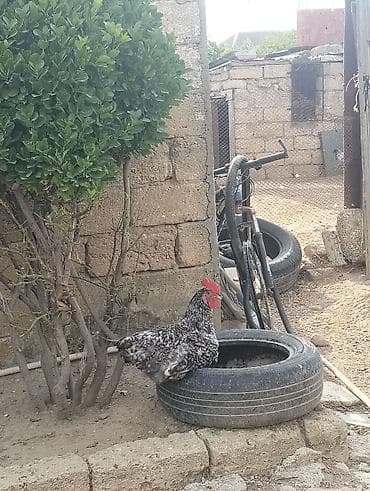 Ləkəli rəng çalarlı xoruz. Ağ-qara qarışıq, sıx və dekorativ görünüşlü