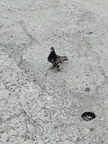 pero qələm: Qənbəri temiz ebres badamlelek erkek qusdu 15 azn lokbatana göndərmək — 3