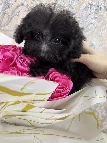 Pudel, 3 ay, Erkek, Peyvəndli, Ünvandan götürmə