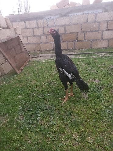 gəncə toyuq satan: Salam. 6 aylıq beçədi. Cinsi qanı superdi. Cücə vaxtı Cəlilabaddan — 3