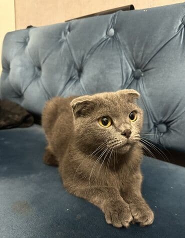 Alfa Romeo: Şotland, Dişi — 2