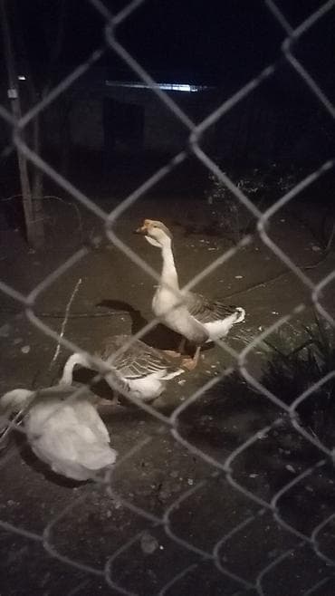 Птицы: Təmiz kuban qazin balalari — 4