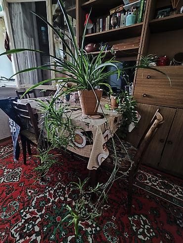 ciledagi bitkisi: Otaq bitkisi – Chlorophytum comosum (Hörümçək bitkisi) Havanı — 1