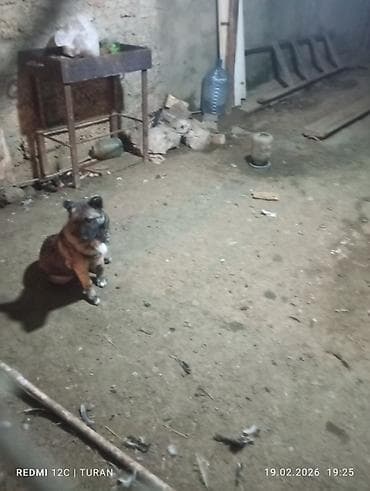 3aylig Dişi Tam saglam