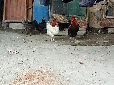 heyvanlar quşlar: Salam cavan heyvanlardı damazlığ hevanlardı (1 xoruz 2 fərə ördək ) 1 — 4