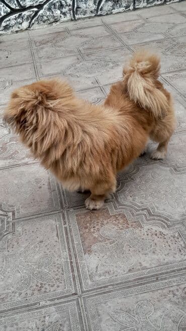 it haski: Pekines, 11 ay, Peyvəndli — 3
