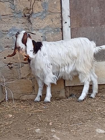 Dişi, il: 1, Ətlik, Ünvandan götürmə, Ödənişli çatdırılma
