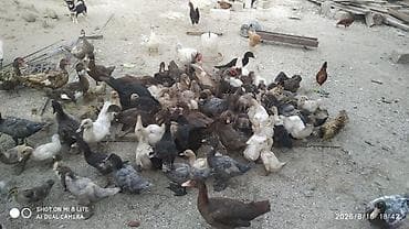 tap az it: Salam teserufatda her sort lal ordeylerimiz var 5 gunlukden 1 iline — 9
