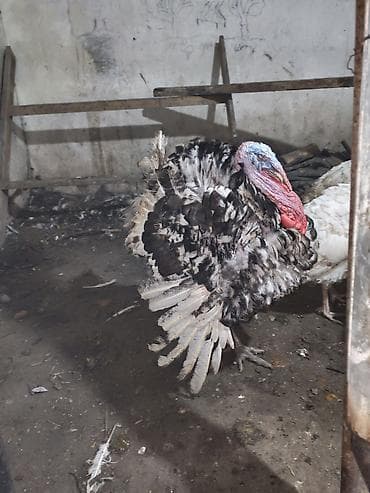 canli yem: Erkək, Damazlıq — 6