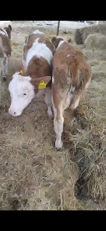 mal yatagi: 6 dene semetalı.bizo satlır 3 erkeki 3 dişi.2 aylıq bizolardı.emi ot — 3