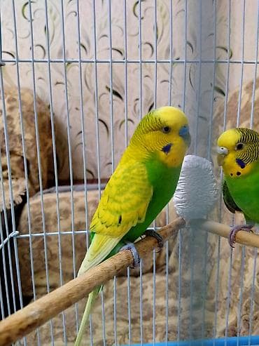 quşlar: Salam. Tam hazir cut papuqaylar satilir. 11 ayliqdilar. Tam bala veren — 6