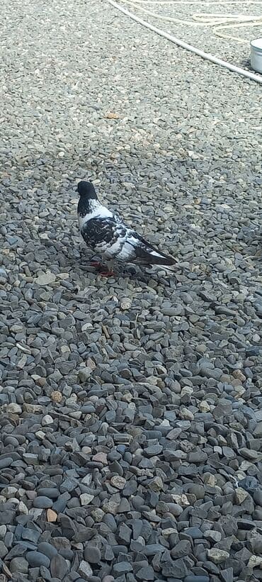 göyercin yuvası: Məhsul: Qüvvətli uçuş və baxımlı görünüşə malik ev göyərçinləri — 24