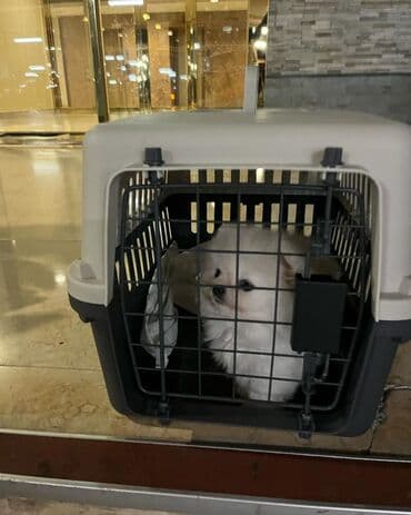 шпиц в баку: Şpitz, 2 ay, Erkek, Sənədli, Pulsuz çatdırılma — 3