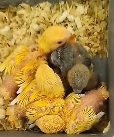 afcarka it adlari: El besleme nerazluçnik balalar var isteyen buyursun qiymət birinə — 3