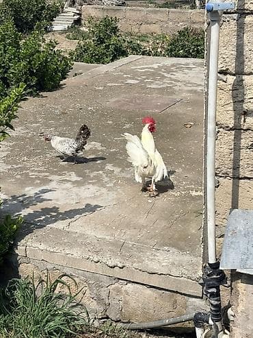 firəng toyuğu: Toyuq, Damazlıq — 4