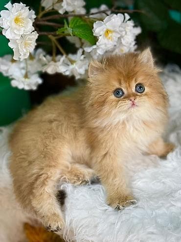 heyvan: Cins: Ekzotik/Pers qarışığı tipli, uzun tüklü balaca pişik Rəng — 4