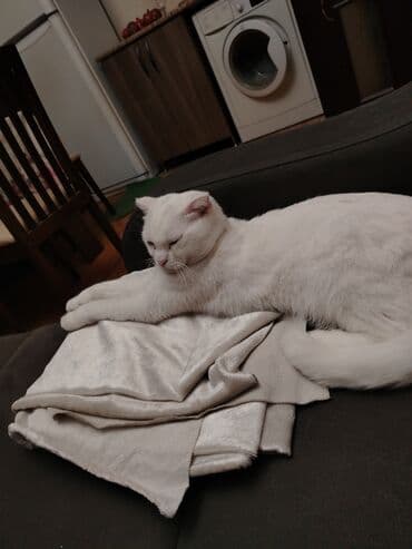 pişik çanta: Şotland yastı qulaq, Yaxşı əllərə — 5