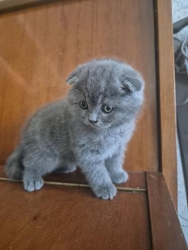 pisikler ucuz: Şotland yastı qulaq — 2