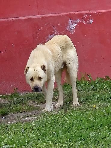 İt – böyük ölçülü, açıq krem rəngli, qalın tüklü, güclü sümük