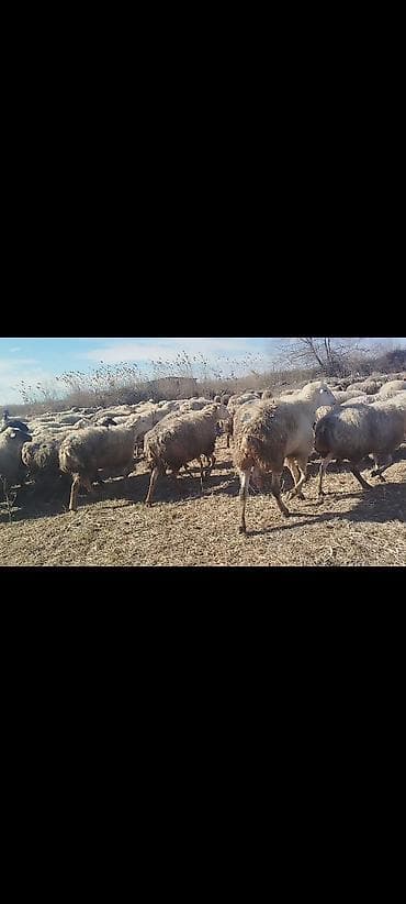 balaca quzu qiyməti: Dişi, il: 1, 50 kq, Damazlıq, Ünvandan götürmə — 10