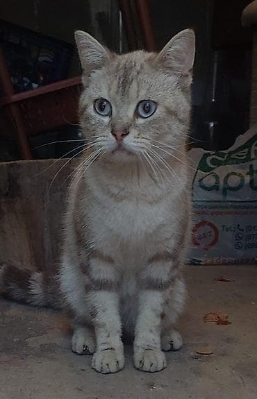 pisiyi: Ev pişiyi – unikal rəngli, mavi gözlü — 4
