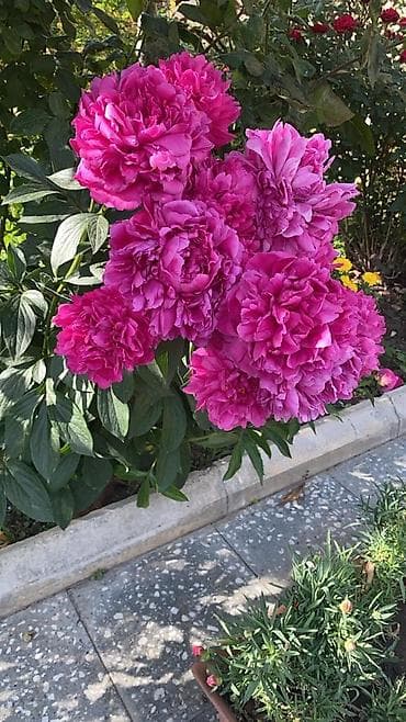 Salam hazır dibçəklərdə əkili halda Piyon gülləri satılır Şəkillər öz