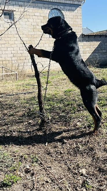 dişi xaski: Rotveyler, 7 ay, Erkek, Ünvandan götürmə — 2