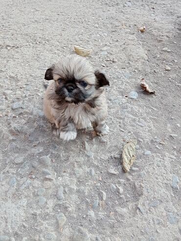 itlerin satiwi: Pekines — 6