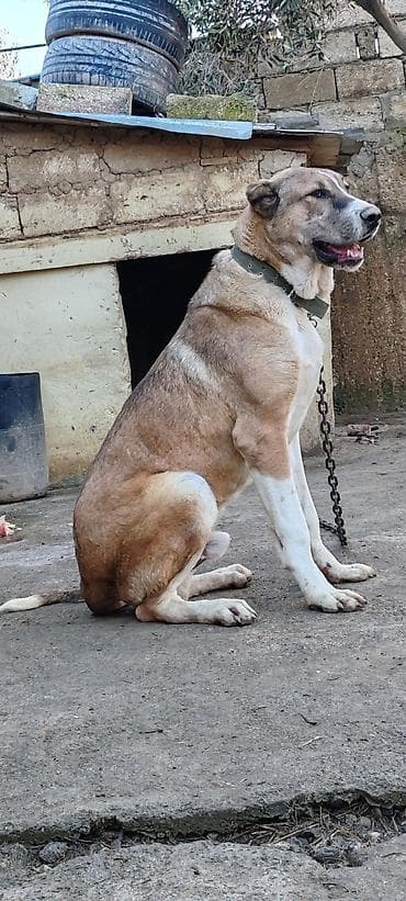 ov iti satisi: Kanqal — 3