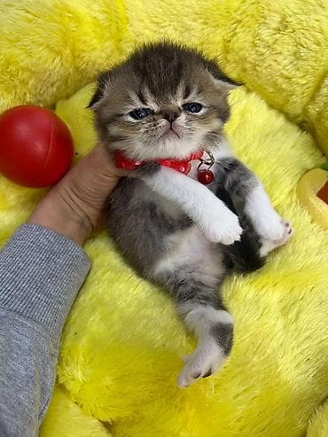 pişim: Növ: pişik balası (yastı burunlu, qısa burun profilli tip) Rəng — 2