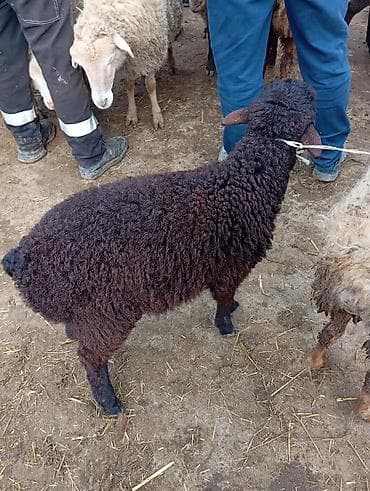 Dovşanlar: Qara rəngli quzu/sürülü qoyun - Cins: yerli qarayünlü tip - Rəng: tam — 1