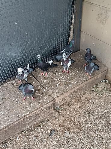 itlerin satisi ucuz: 15-50₼ arası satılır — 6