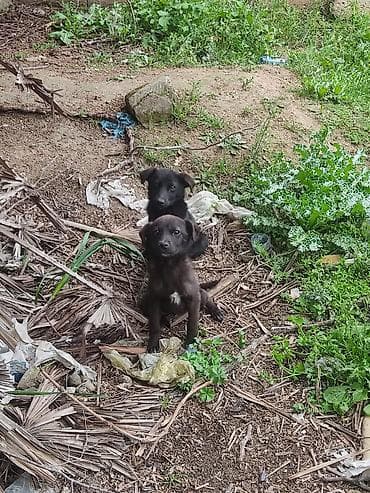 qaz heyvan: 6 ay — 1