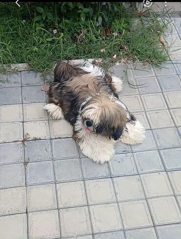 той пудель баку: Ши-тцу — 4