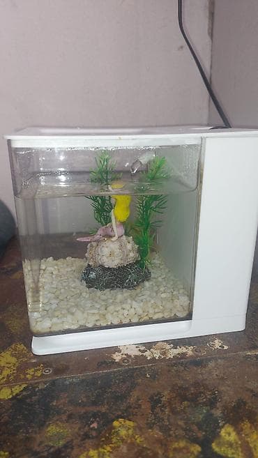 ağ siçan: Kompakt akvarium seti – dekorativ miniatür balıq evi - Rəng: ağ — 2