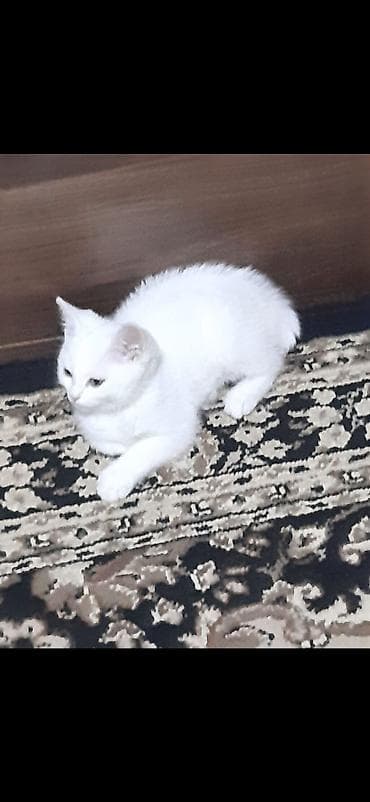 anqora pişik: Türk anqora — 1