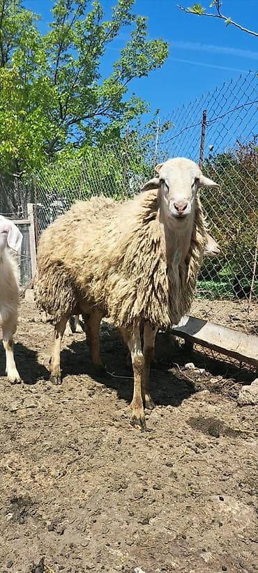 cücə və xoruz: Qoyun – erkək, ətlik-yunlu tip - İri cüssəli, sağlam bədən quruluşu - — 2