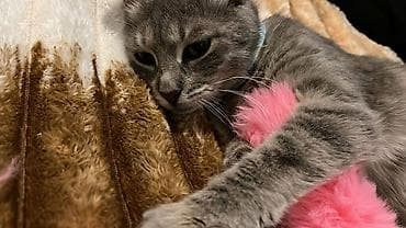 мощный игрушечный пистолет: Boz rəngli, zolaqlı ev pişiyi üçün tam dəst aksesuarlar Paketə — 1