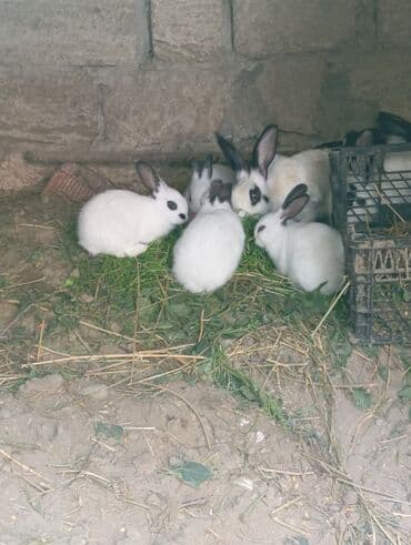 çöl dovşanı: Ağ tüklü quzey yumşaq dovşanlar - Rəng: qar kimi ağ, qulaqların — 2